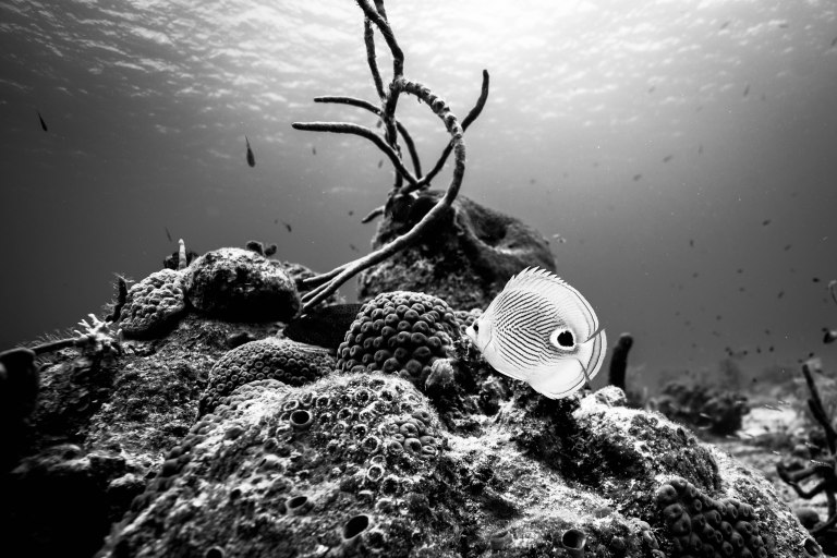 Poisson trompe l'oeil