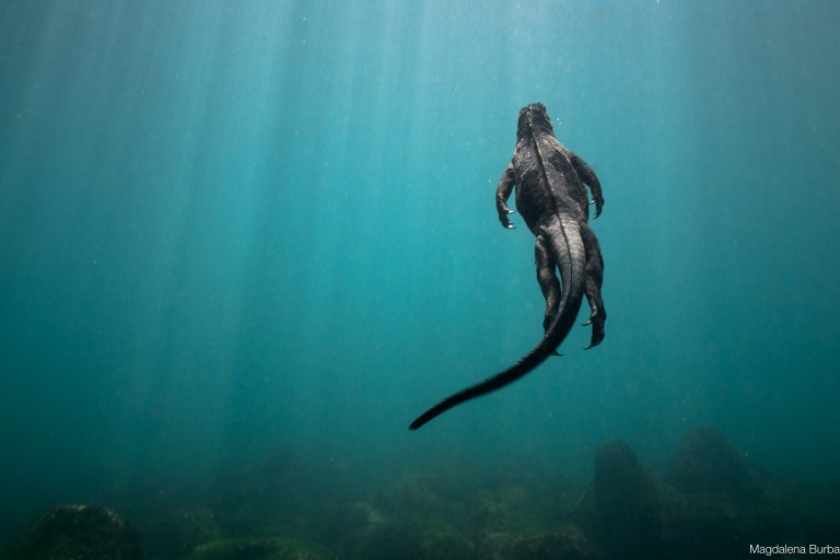Iguane Marine