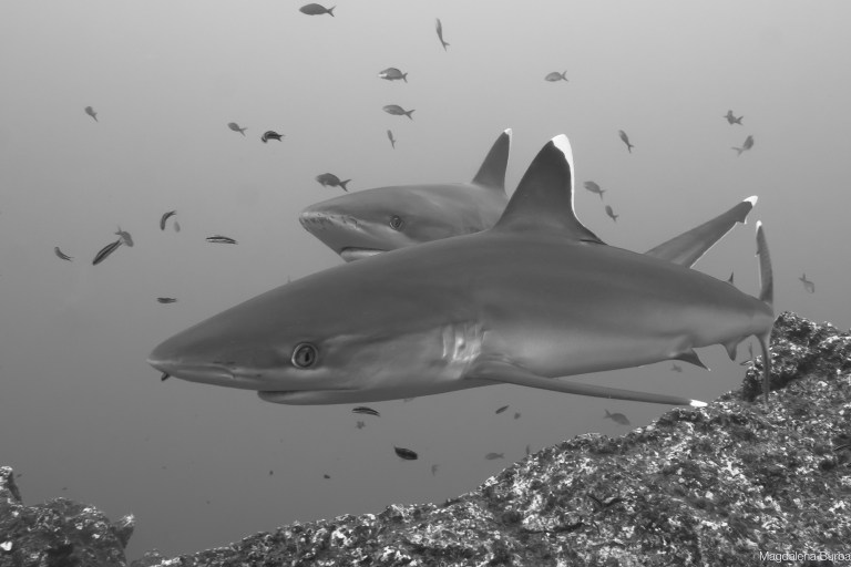 Requin pointe blanche