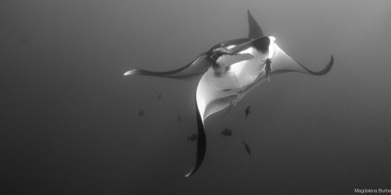 Mantas océaniques