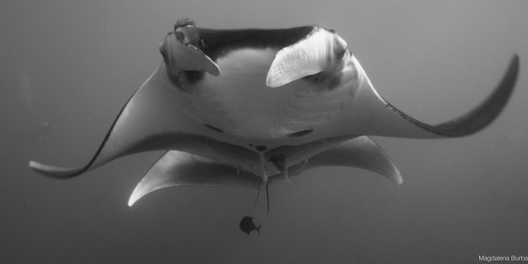 Mantas océaniques