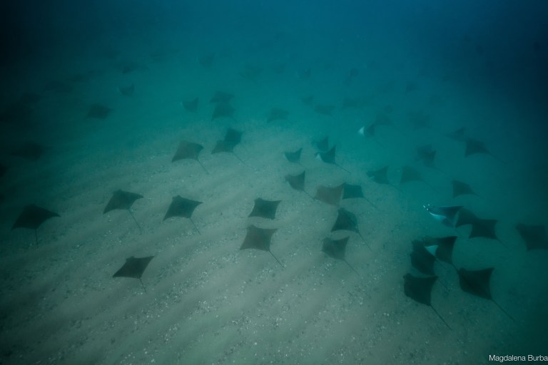 Banc de raies mobula